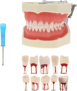 Anseven Dental Typodont Model Endodontic Root Canal Model Practice Training Pulp Cavity Study Model Teeth Model Dental Students Practice Teach M8011-Kit