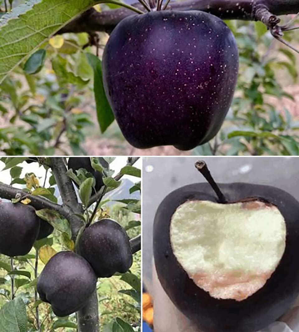 M-Tech Gardens Rare Apple " Black Diamond " Exotic 10 Fruit Seeds for Growing (B0BPBTHFZR) Amazon Price History, Amazon Price Tracker