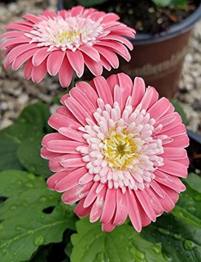 GREENLIVE TRADERS Gardens Gerbera Flower Live Plant for All Season Garden - Pink White Gerbera Daisy 1 Healthy Live Plant (B0BDG7ZXDH) Amazon Price History, Amazon Price Tracker