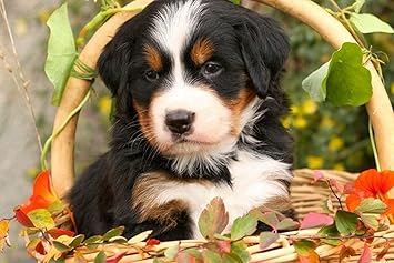 Amazon Co Jp 特大 ポスター バーニーズマウンテンドッグバーニーズシェパード犬子犬花バスケット 壁紙ウォールステッカーポスター 594x4mm ホーム キッチン