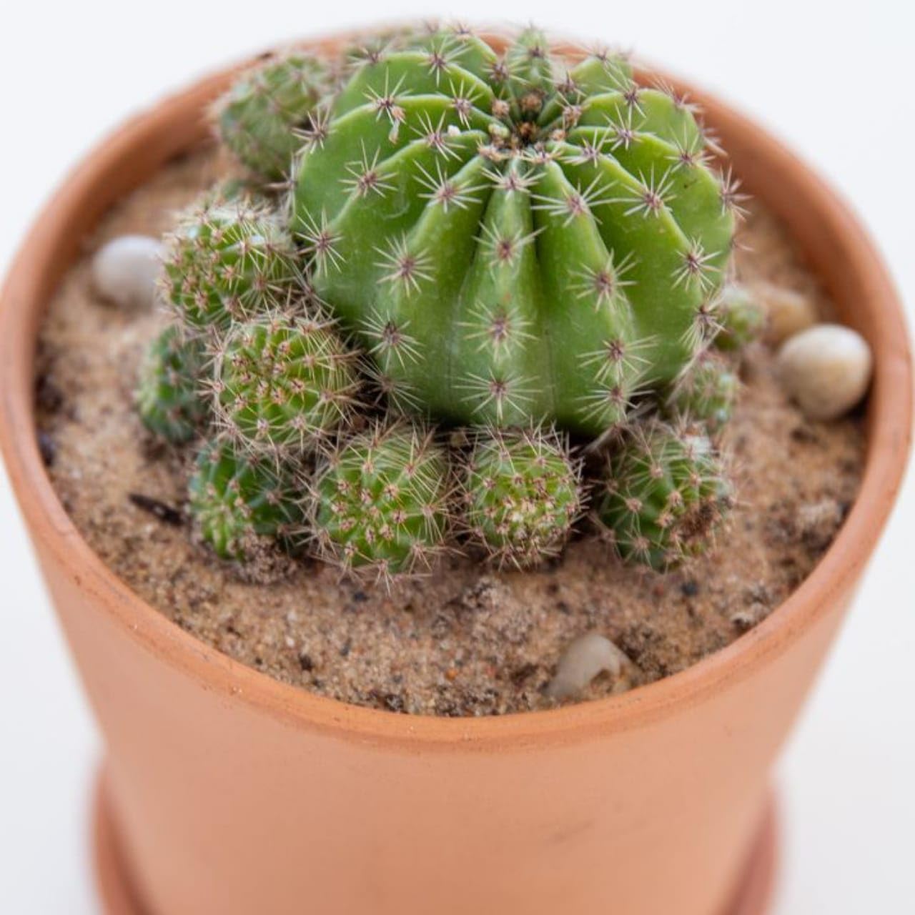 Generic Ball Cactus Indoor Parodia Magnifica Succulent Plant For Home and Garden with Pot (Pack of 1) (Green)`-image-5