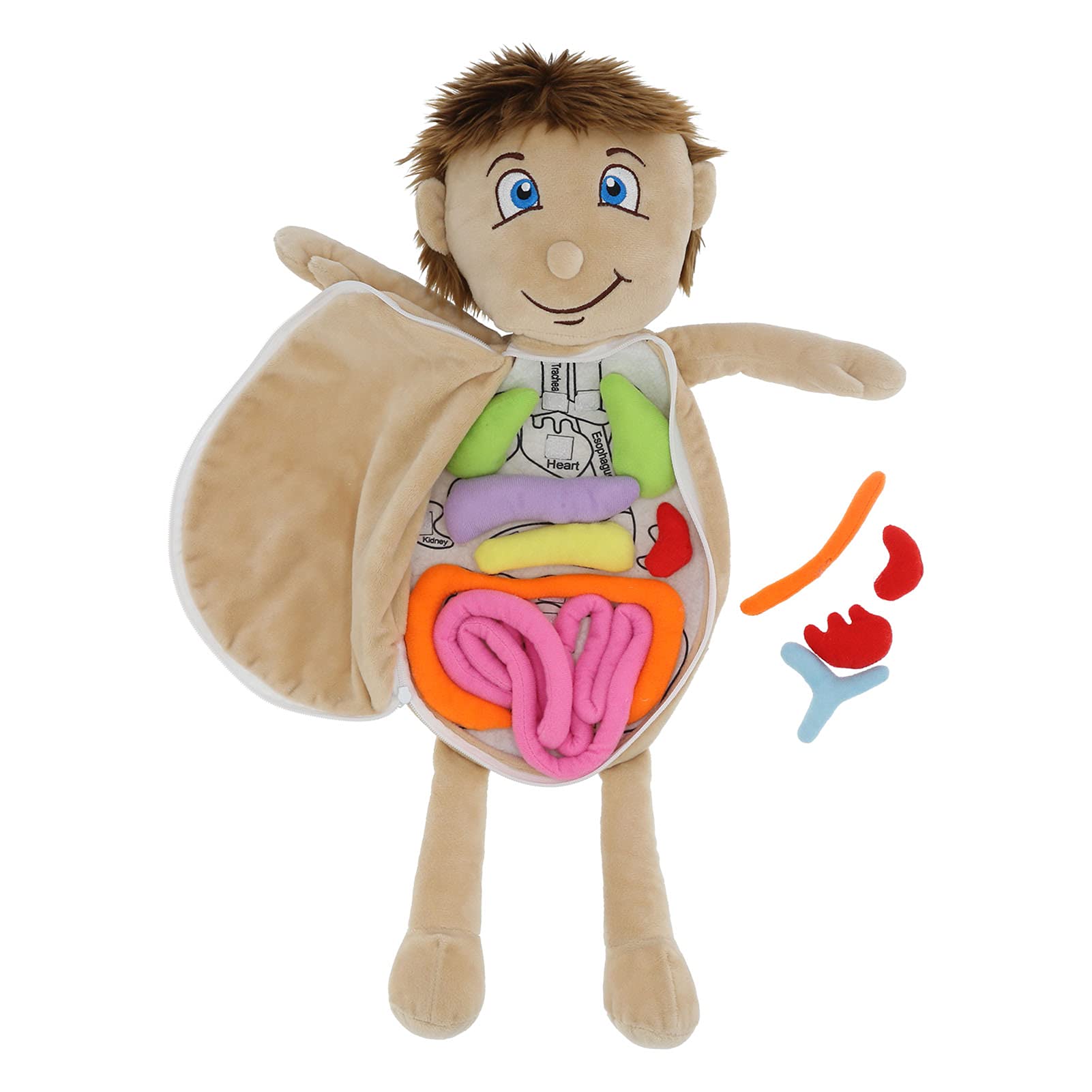 Cocoarm Human Body Anatomy Toys, Doll Human Body Organs Physiological Educational Toy Preschool Teaching Aids (Human Organ boy)