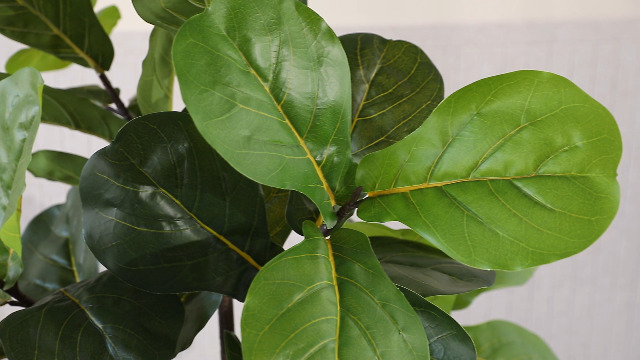 芙蓉ページ Amazon.com: Pertivery Artificial Fiddle Leaf Fig Tree 6ft, Large