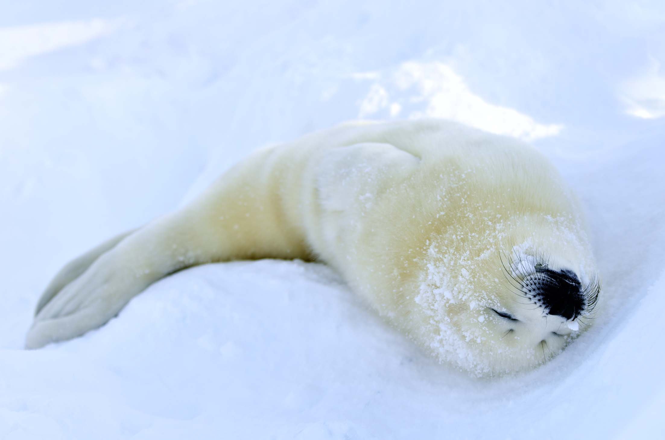 北極スマイル 南極スマイル 輝之 小宮 美穂 香川 本 通販 Amazon
