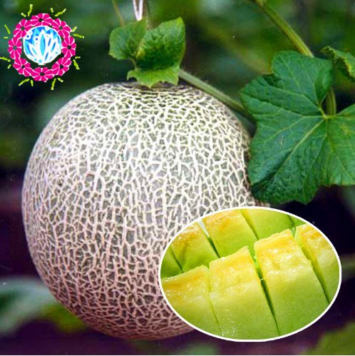 Cantaloup Graines de melon miel rosée vert chair 50 Pcs