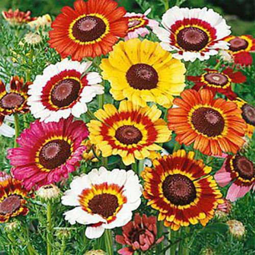 Mezcla de margaritas pintadas tricolor Crisantemo carenato, 250 halb
