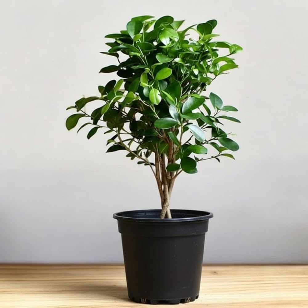 Chinese Banyan Live Plant Ficus Microcarpa Bonsai Miniature Indoor Pack of 1-image-7