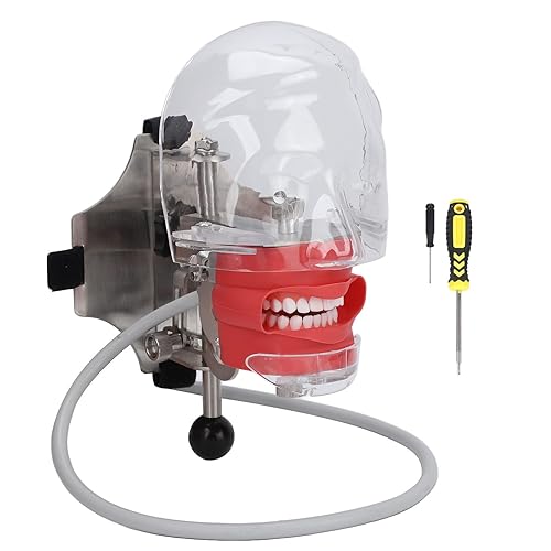 Cabeza de maniquí de simulador dental para enseñanza, dientes extraíbles, modelo de cabeza dental para escuelas dentales, educación, demostración