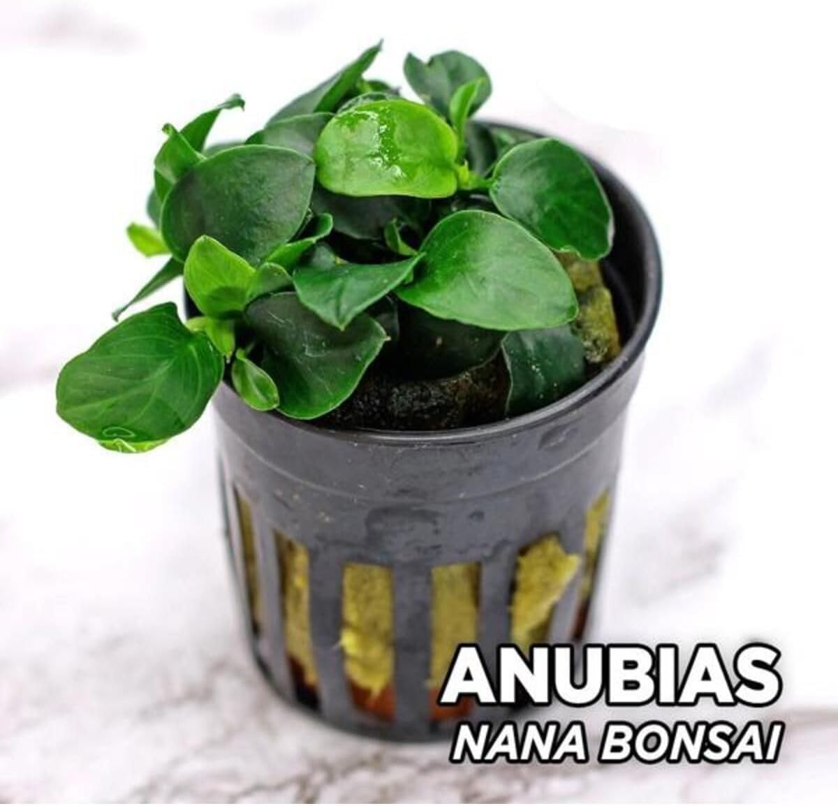 Anubias Nana Bonsai Saksı Canlı Bitki