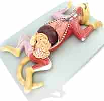 【美品】 猫の解剖図説 猫の骨格解剖学ポスター - Etsy 日本