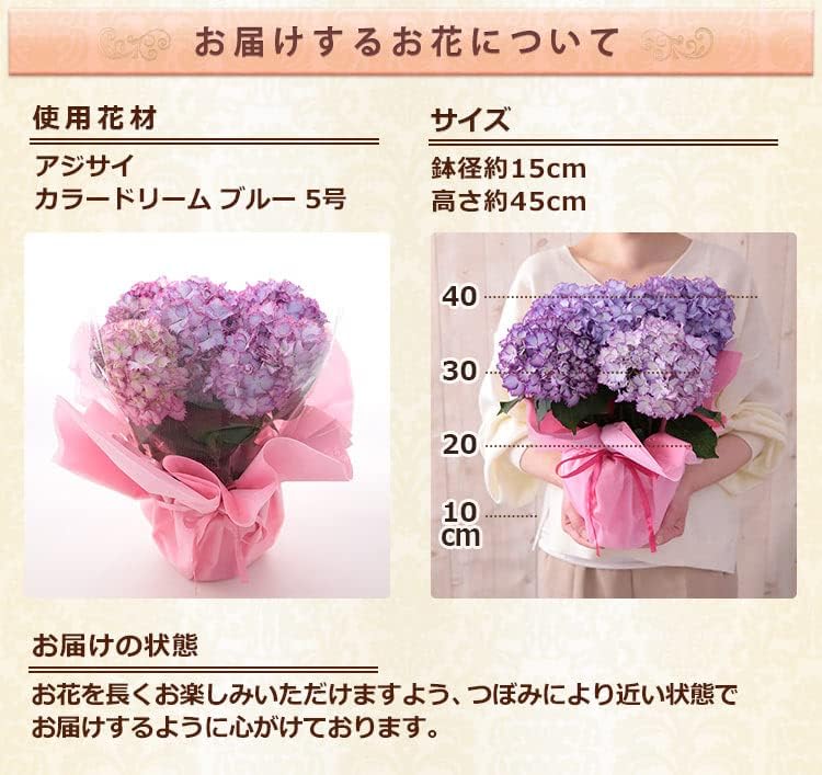 Amazon 母の日 アジサイ鉢 魅力的なフリル カラードリーム ブルー 22 観葉植物 オンライン通販