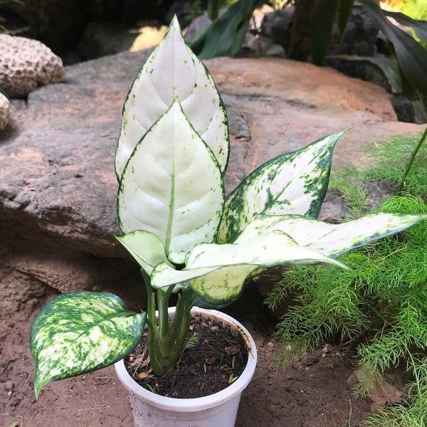 Tropical Snow White Aglaonema, Chinese Evergreen Indoor Plant with Variegated Green and White Foliage, Live Potted Houseplant-image-41