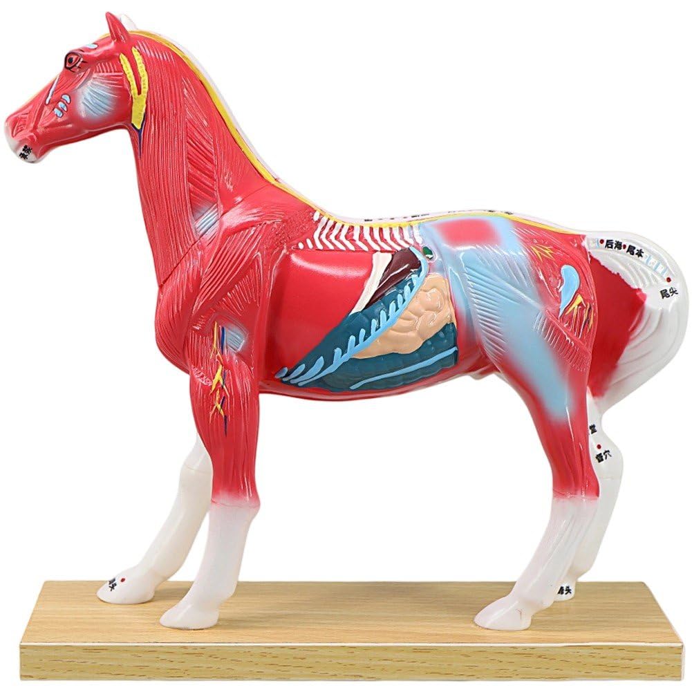 Modelo animal de acupuntura veterinaria con acabados profesionales para estudio escolar