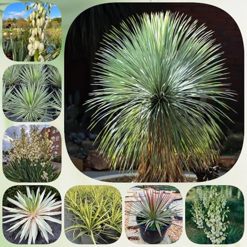 Semillas de Yucca Filamentosa, Lirio de Palma de jardín de decoración Decoración de jardín para exteriores verdes raras perennes 120pcs