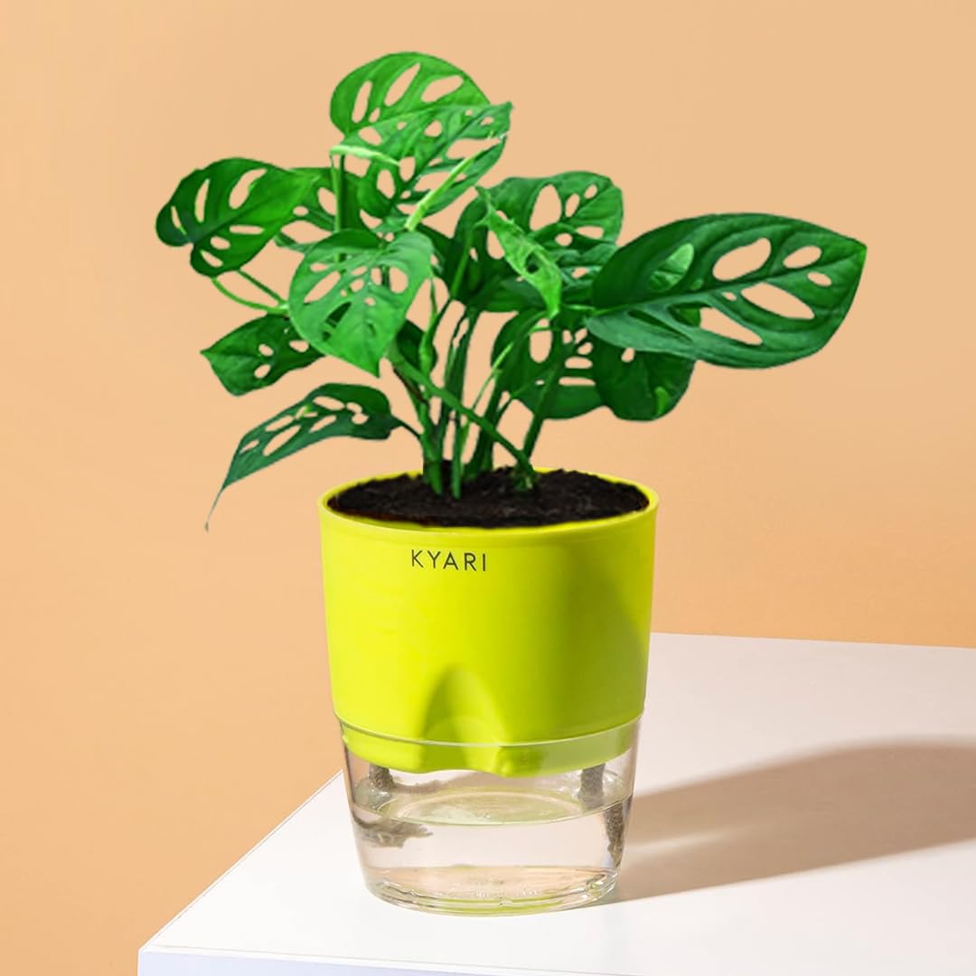 KYARI Philodendron Broken Heart Indoor Plants for Living Room | Live Plants | Plants with Green Self Watering Pot for Home | Air purifier plants | Plants for Home Decor | Plants for Garden & bedroom (B0BDKYXL3T) Amazon Price History, Amazon Price Tracker