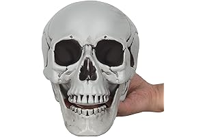 Realistic Human Skull Model 1:1 Decoration Prop