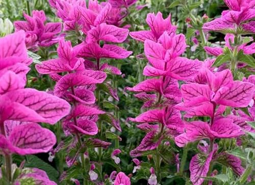Miniatura 3 de 100 semillas de domingo rosa salvia clara flor fragante salvia horminum semillas