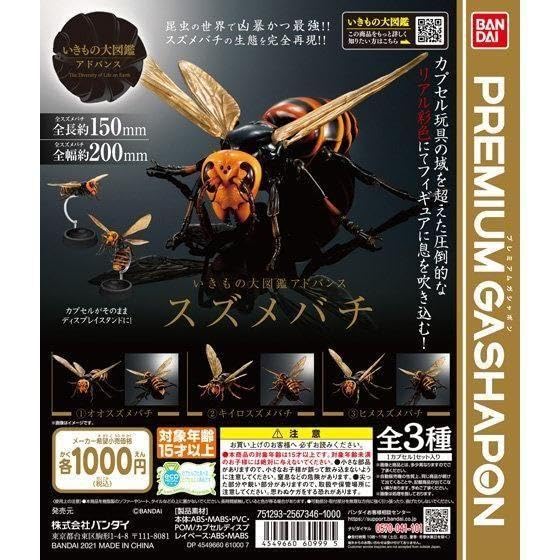 立体標本】オオスズメバチのミツバチ捕食シーン ガラスドーム付き