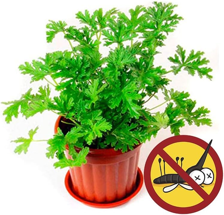 eucalyptus seeds for planting Green River 50 White Peppermint Eucalyptus Seeds  Premium Fragrant Se   Green River Seeds