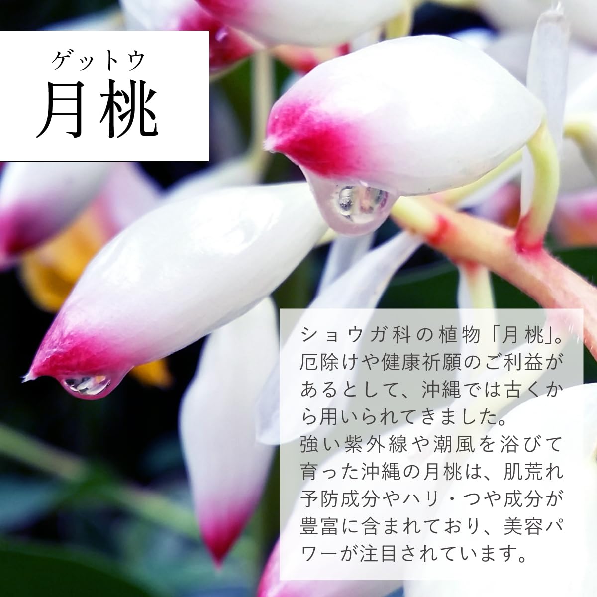 Amazon.co.jp: 琉白(RUHAKU) 月桃UVヴェール 50ml : ビューティー