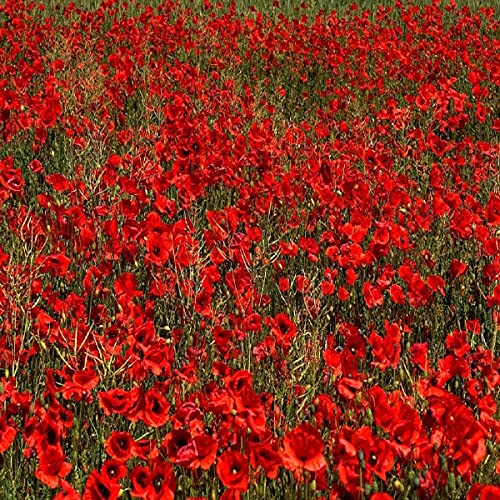 Flower Seeds 10 000 Seeds Papaver rhoeas Red Common Field Poppy Meadow Wild Flower Seed Seeds by Pretty Wild Seeds BN Pictorial Seed Packets Fresh Seeds
