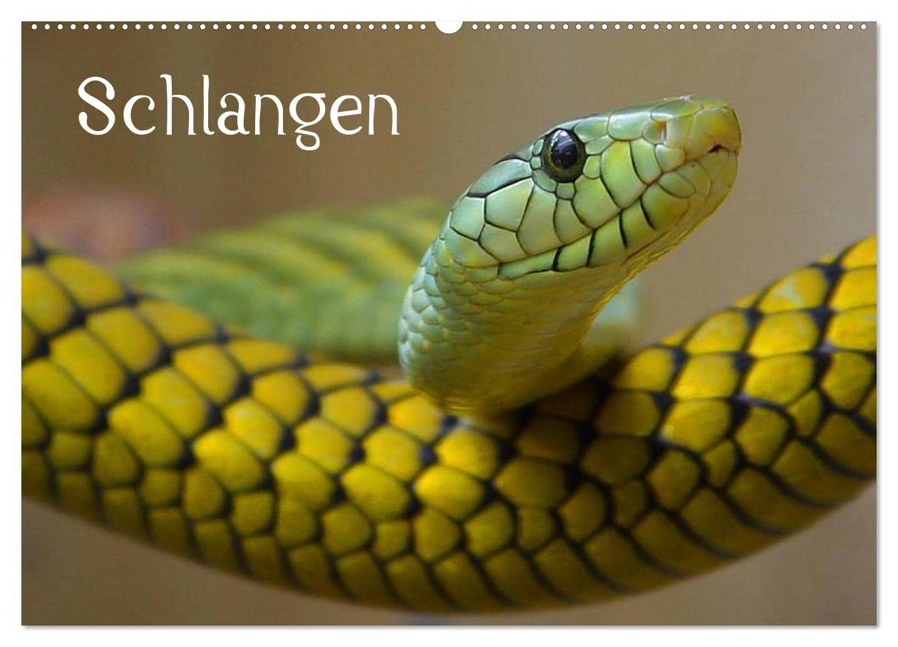 CALVENDO - Schlangen (Wandkalender 2027 DIN A2 quer), Monatskalender: Giftige und e Schlangen in beeindruckenden Farben