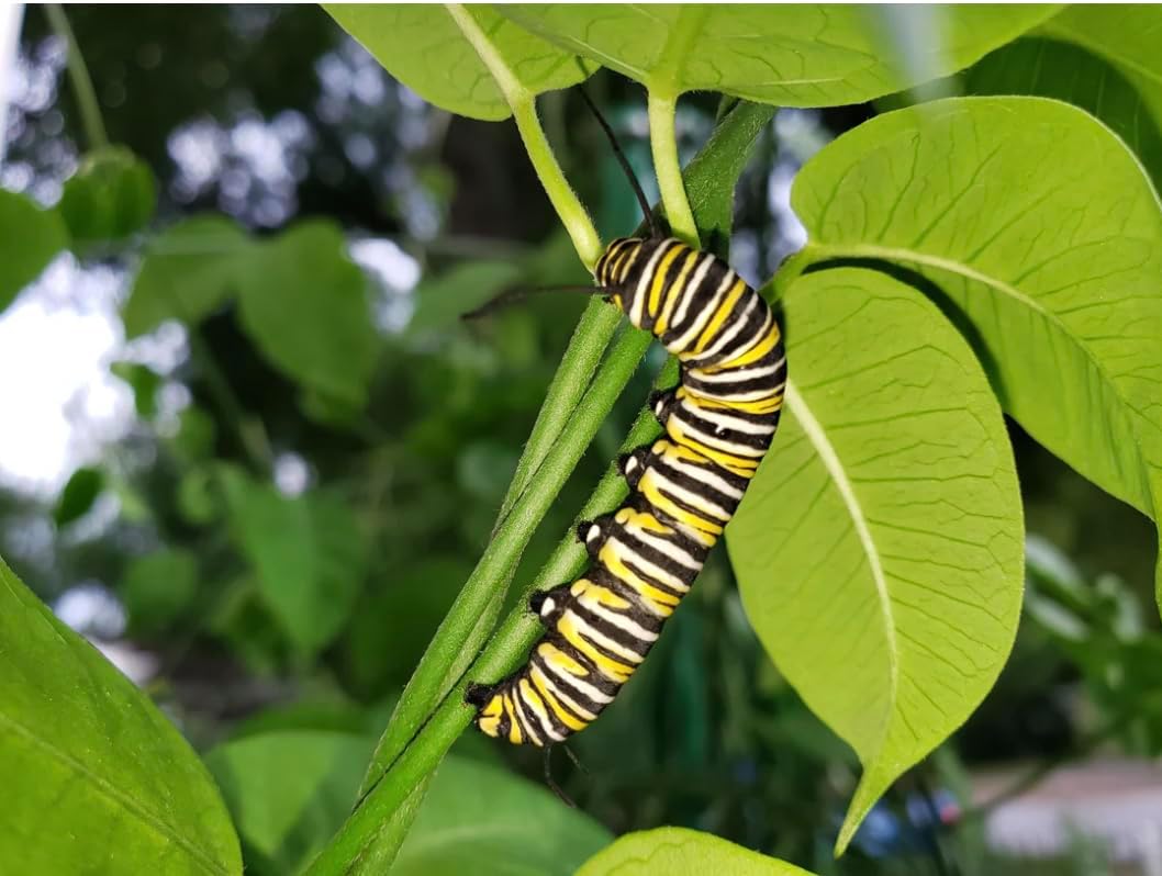 White Climbing Milkweed Live Plants - Pack of 2 - Evergreen Vines - Funastrum Clausum - Twinevine Milkweed