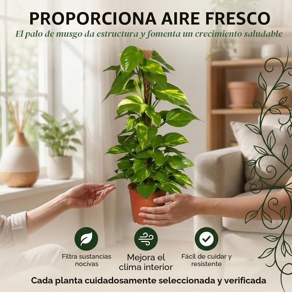 Efeutute en varilla de musgo | Epipremnum Aureum | aprox. 50-60 cm | Maceta de ø 12-15 cm | Plantas de interior de fácil cuidado para el hogar y la oficina | Calidad del experto en plantas | Ideal
