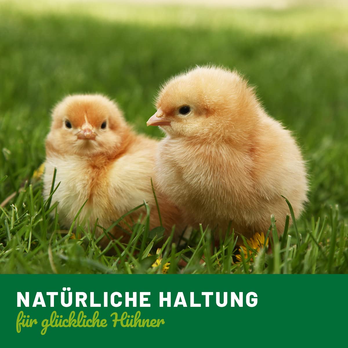 Gipseier Gipsei Nestei Nesteier Bruthilfe Hühnerei Hühnereier 10 Stück Gipseier Gipsei Nestei Nesteier Bruthilfe Hühnerei Hühnereier 10 Stück