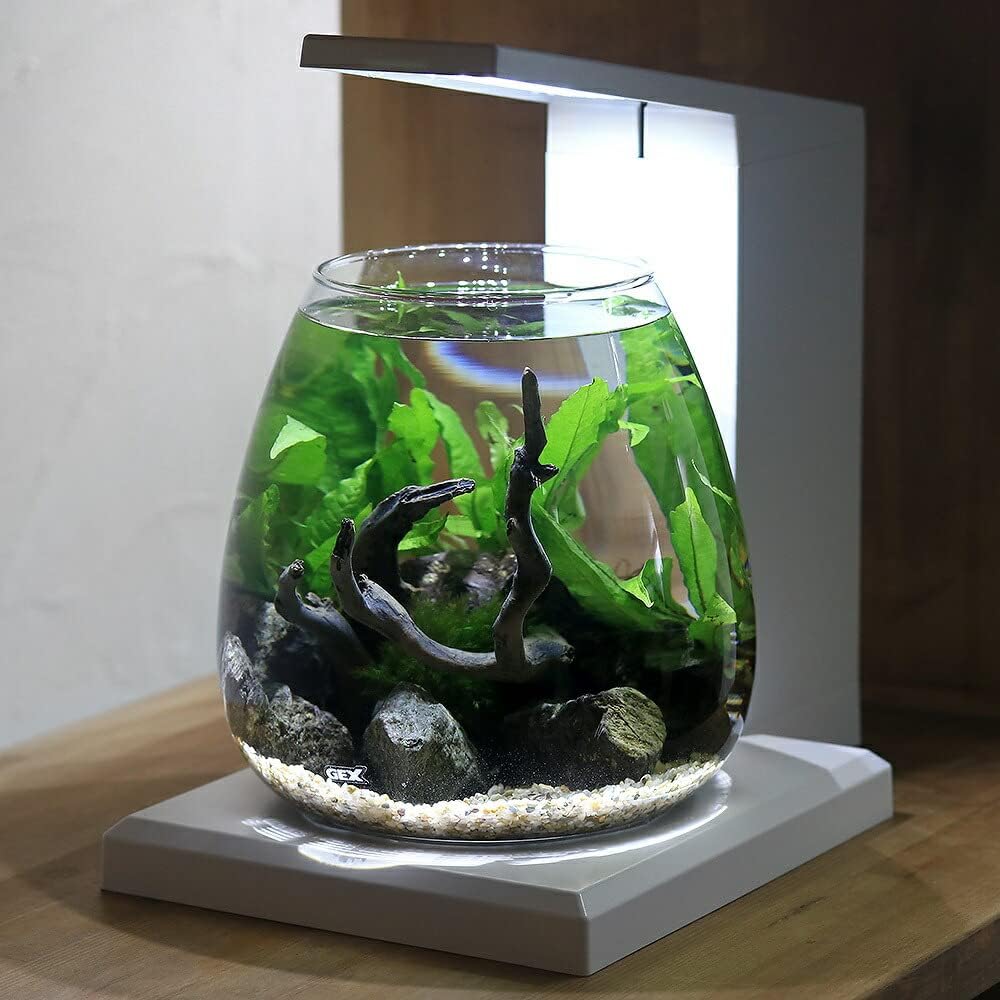 限定1株】 ブセファランドラ sp, モトレイアーナ 極紫個体 水上葉 限定