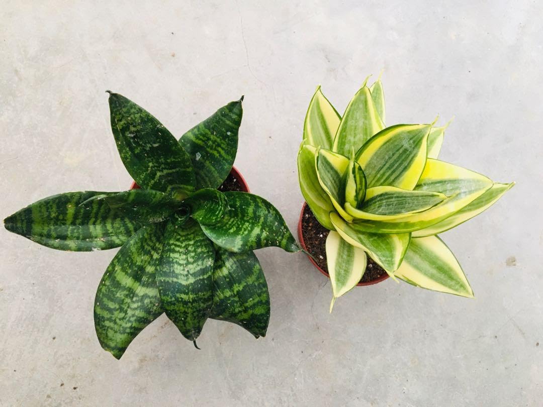 Snake Plant Pack of 3 | Mini Snake Plant Mini indoor Live Plant | Good Luck Snake Plant | indoor Pants Pots | Desi Gardener Snake Plant | Good Luck Snake Plant (B0D7SH9WT1) Amazon Price History, Amazon Price Tracker