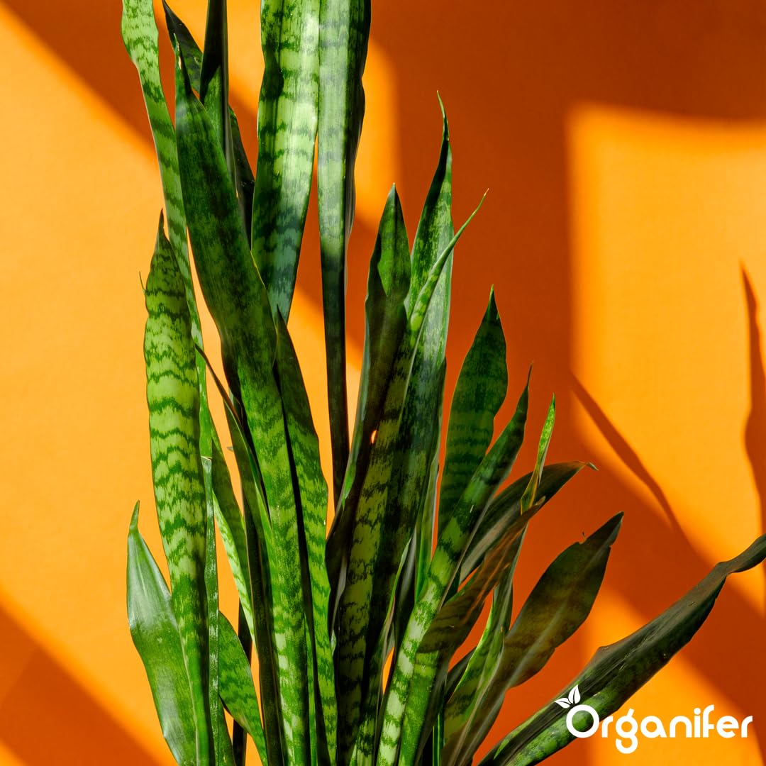Engrais Liquide pour Sansevieria 1L, Organique, Croissance Rapide et Racines Fortes