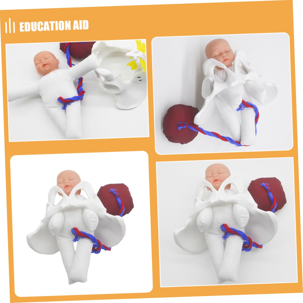 GALPADA Modelo de Pelvis de Parto para Enseñar Anatomía Pélvica Femenina Simulador del Proceso de Parto para Educación Prenatal Herramienta de Demostración para Aula
