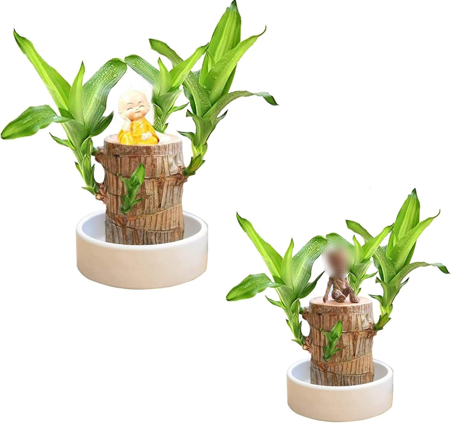 Mini Brazil Lucky Wood,Hydroponic Tree Stump Desktop Plants,Magical Sprouting Lucky Bamboo Wood Brazilian Lucky Wood Plant Wood,IndoorOffice Desktop Plant to Purify Indoor Air (2PCS)