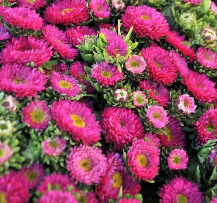 megcito Kasımpatı Çiçeği Tohumu (Uzun boylu, Kesimlik) Pembe Renkli - 5 Tohum