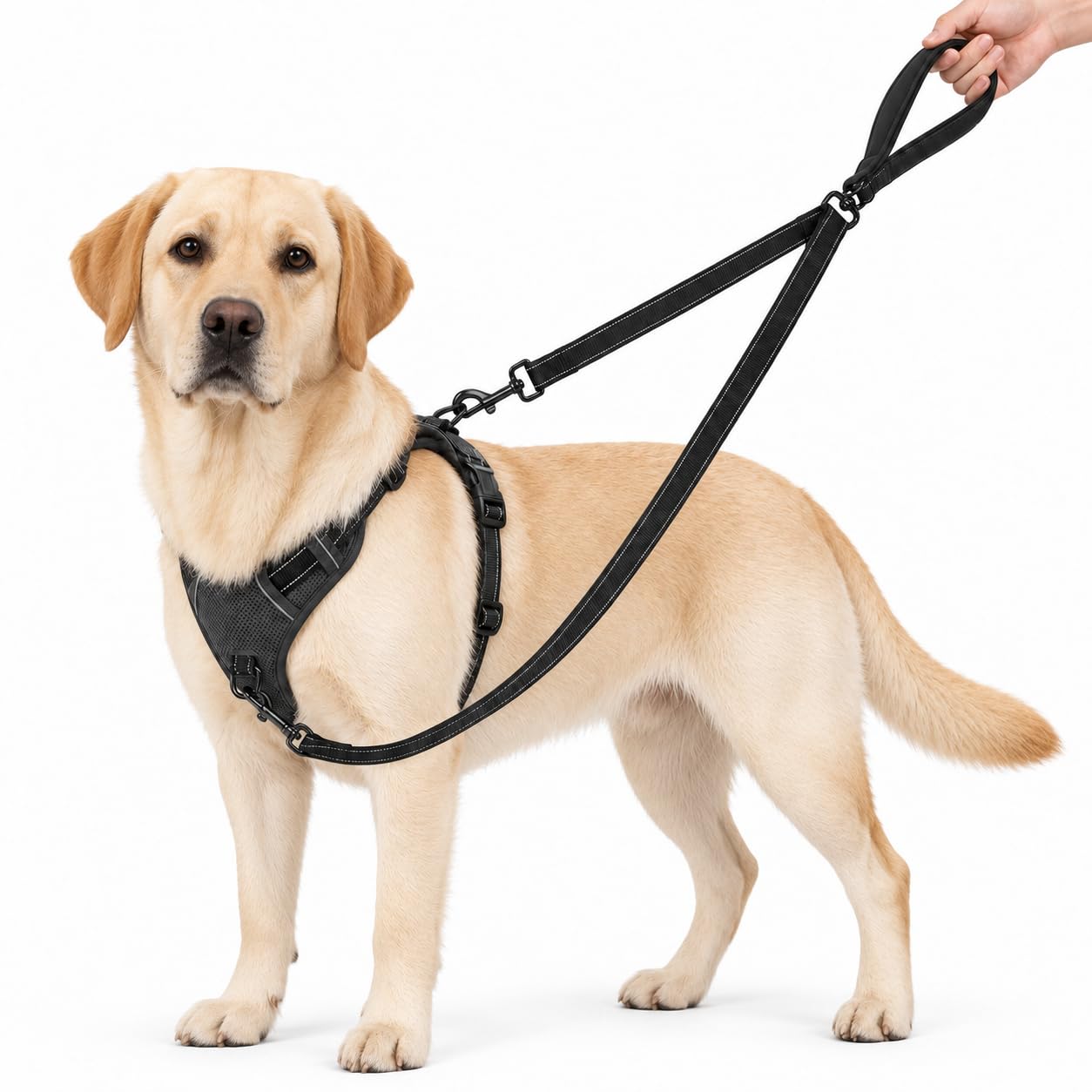 Cctetn Double Ended Dog Lead 121cm Black Two Point No Pull Control