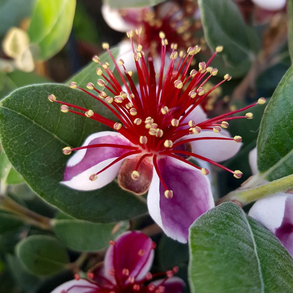 You Garden Pineapple Guava (Acca Selloweana)