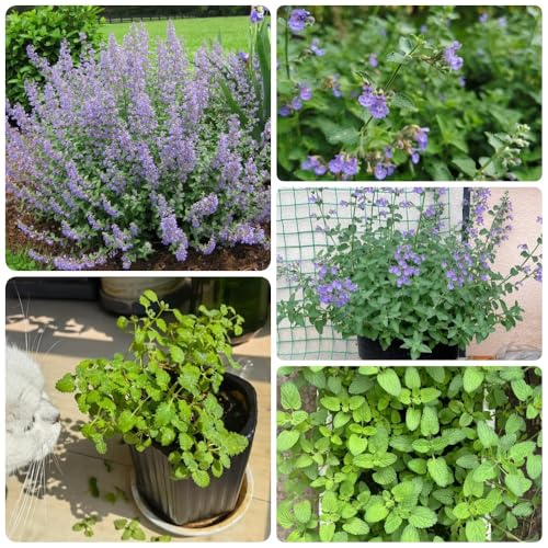 Semi di gatta, Semi di menta, Nepeta cataria, balcone giardino resistenti per il giardino balcone con letto 800pcs