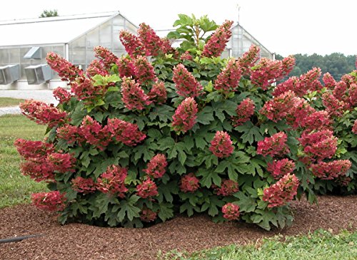 Ruby Slippers - Dwarf Oakleaf Hydrangea Bush - 4' Pot