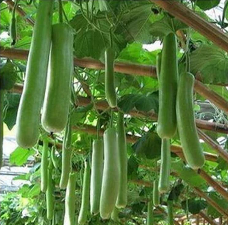 Willvine Long Bottle Gourd Seeds-LNT-7H-image-42