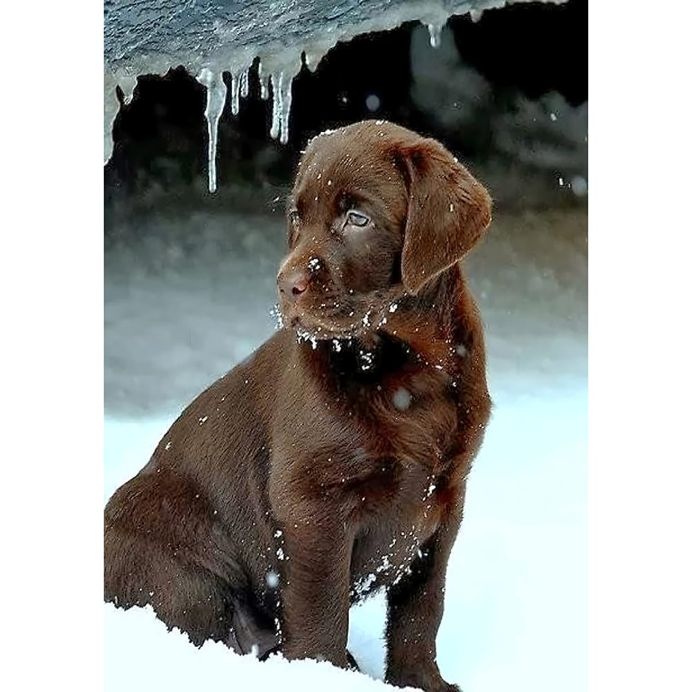 500（52x38cm）‑Piece Adult Jigsaw Puzzle, Chocolate Labrador Retriever Pet Dog, Canada, Suitable for Adult Stress Relief, Leisure Games and Home Wall Decoration