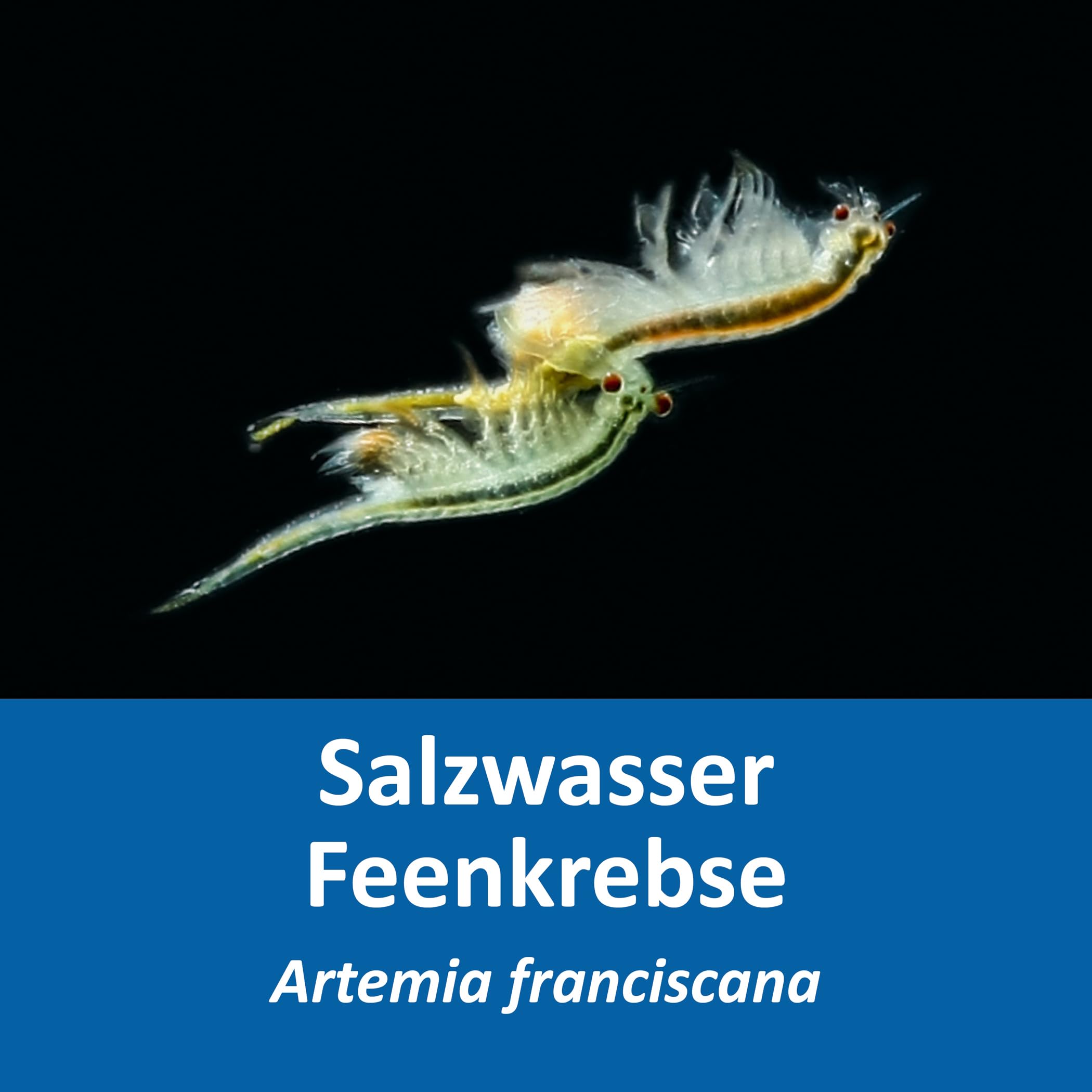 Premium Salzwasser Feenkrebse Artemia Komplettset 6 Liter: Zuchtansatz, Premiumsalz, Futter, Anleitung- Urzeitkrebse, Artemia franciscana