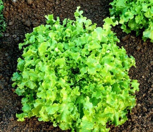 VibeX Italian Lettuce Green Salad Bowl (Lactuca Sativa)-500 Seeds (B0B9Y4Y2NX) Amazon Price History, Amazon Price Tracker