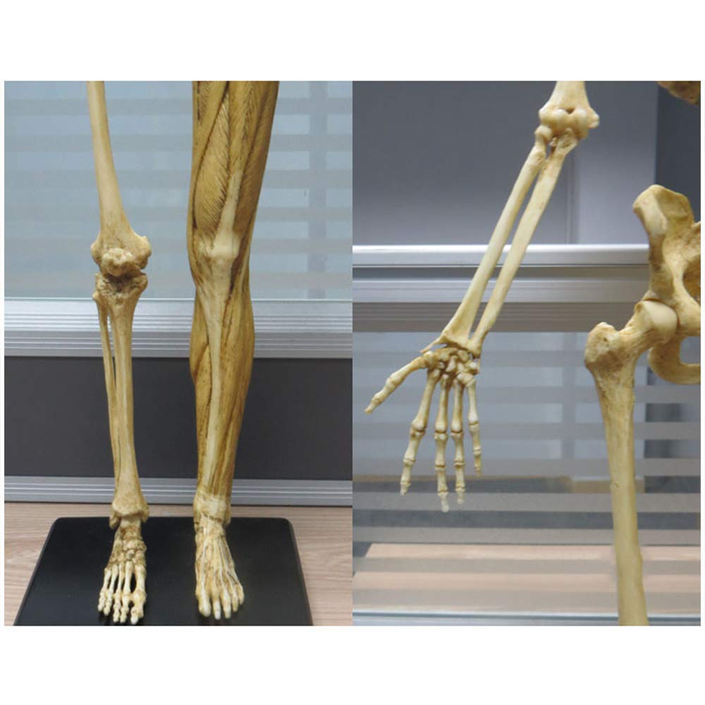 Figure D'Anatomie Féminine De 23 Pouces, Modèle Anatomique des Muscles Et du Squelette du Corps Humain pour Dessiner Un Outil d'art De Référence Médicale - Jaune
