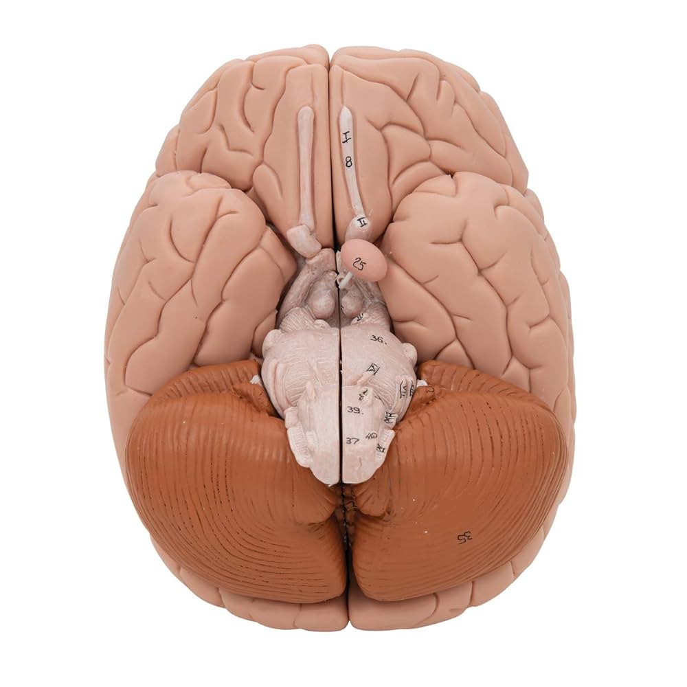 3B Scientific C17 Deluxe Brain 8-part - 3B Smart Anatomy