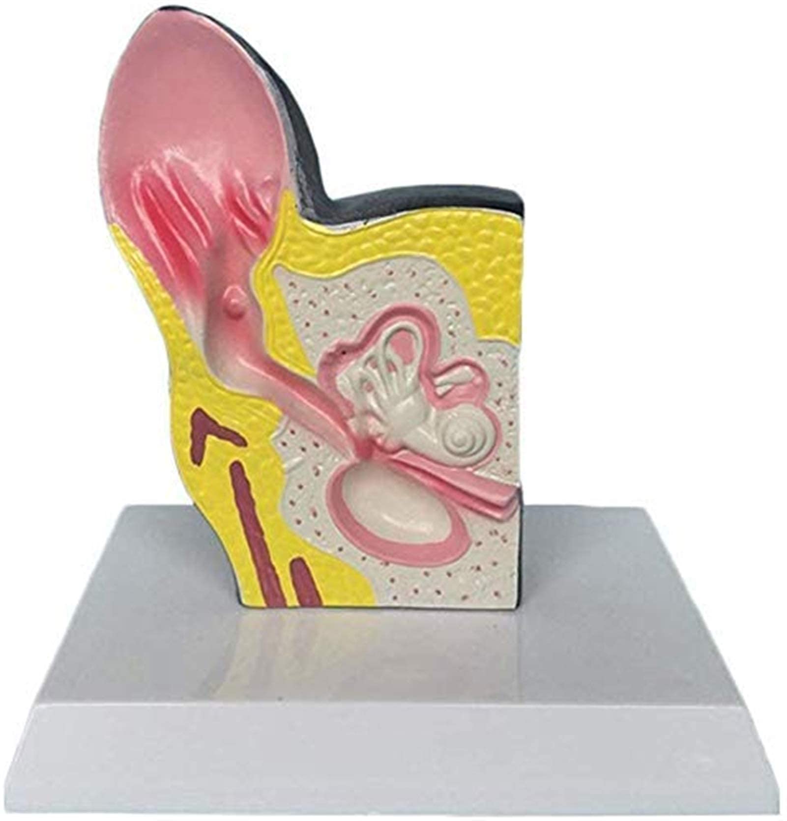 Modèle D'organe Animal - Modèle Anatomique d'oreille De Chien Modèle Animal Matériel en PVC Modèle D'enseignement Biologie Spécimen D'anatomie - pour Aide À L'entraînement