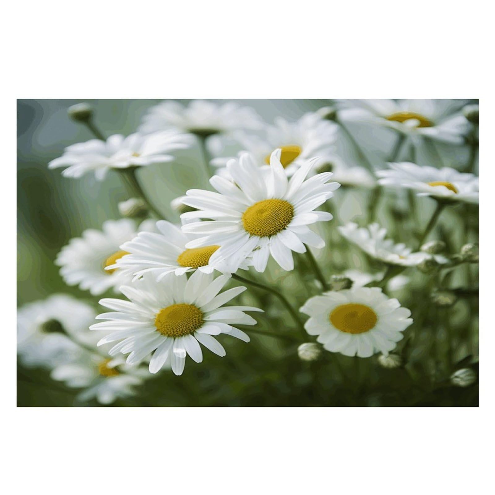 Placemats Placemats Daisies Flower Placement Mats for Dining Table Place Mats Suitable for Personal Dining Tables Dinner Parties BBQ Weddings