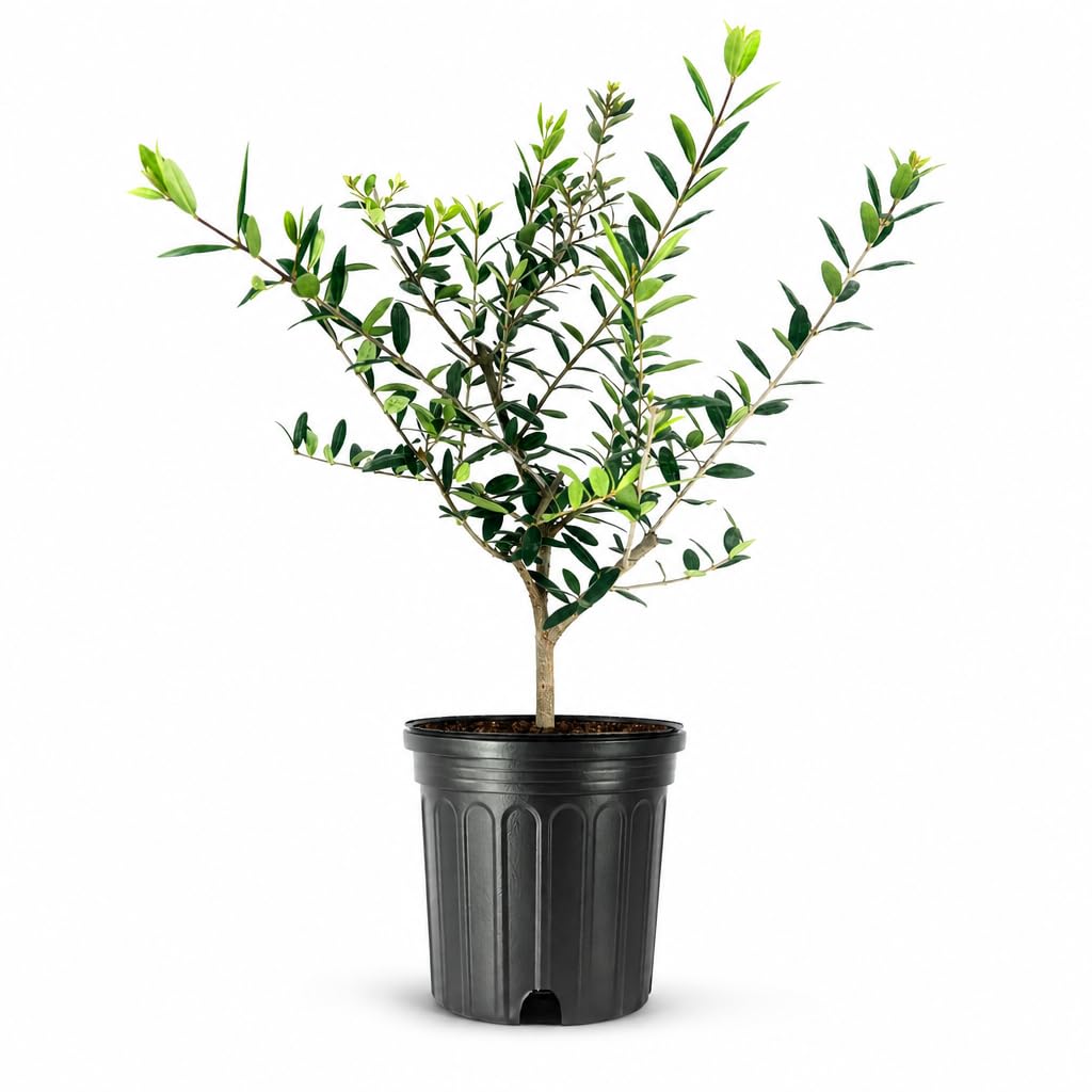 Arbequina Olive Tree - Beautiful Live Plant - 6 Inch Pot