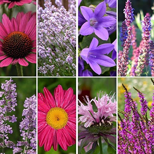 Cottage Garden Plants Perennials Nurseryman’s Choice Pretty Plants Easy to Grow Your Own Garden Flowers 6X Potted Plants By Thompson and Morgan (6)