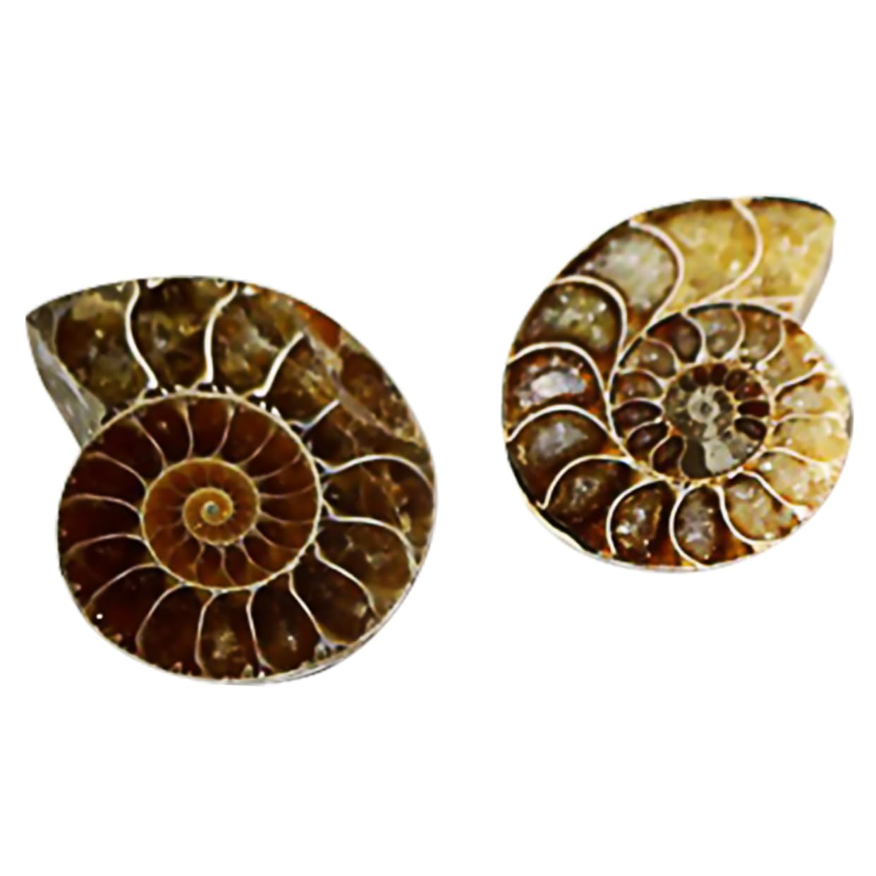 Gatuida Pièces marque fossile d'ammonite bureaux burreau edutoy fossiles d'ammonites Fossiles d'ammonite spécimen de crinoïde décor océan jouet ammonite décor de modèle décoration